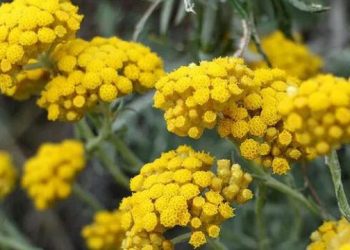 Altın otunun faydaları nelerdir?