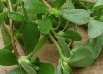 Semizotunun az bilinen faydaları!