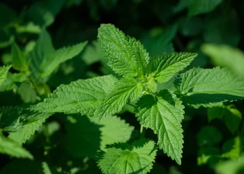 Faydaları saymakla bitmiyor! Mucizeler yaratan o bitkiyi tüketirseniz vücudunuzda şok değişim…