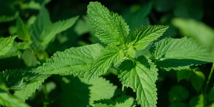 Faydaları saymakla bitmiyor! Mucizeler yaratan o bitkiyi tüketirseniz vücudunuzda şok değişim…