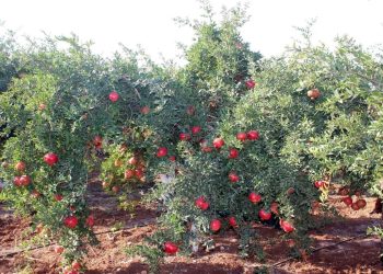 Her derde deva! Diyabet, kalp, kanser… İşte şifaları saymakla bitmeyen o meyve…