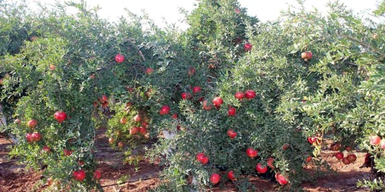 Her derde deva! Diyabet, kalp, kanser… İşte şifaları saymakla bitmeyen o meyve…